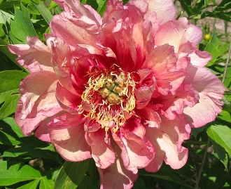 Hillary Itoh Peony Private Newport