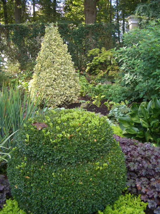 Euonymus, an Overlooked Garden Design Asset | Private Newport