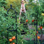 A Late Summer Vegetable Garden
