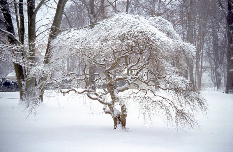 Snow-Japanese-maple-front-driveway