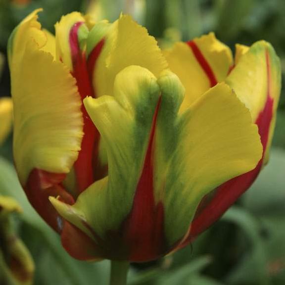 Tulipmania