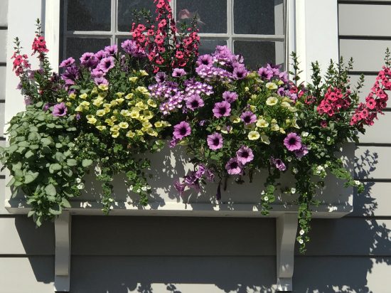 Window Boxes of Nantucket | Private Newport