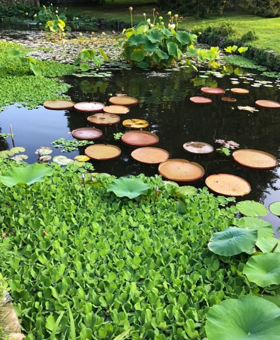 Water Lilies: Jewels of the Aquatic World | Private Newport