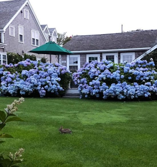 Hydrangeas: Summer Favorites | Private Newport