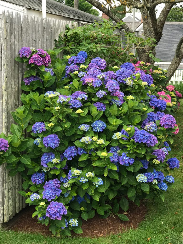 Hydrangeas: Summer Favorites | Private Newport