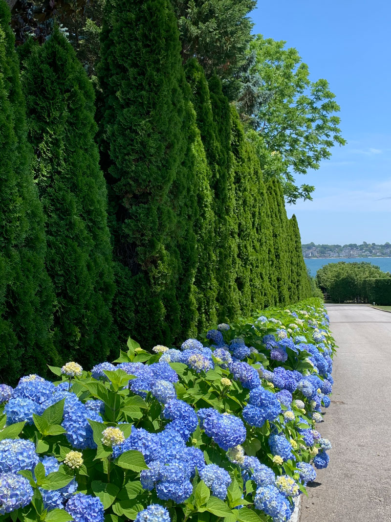 Hydrangeas In The Newport Landscape Private Newport   IMG 359w4 