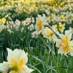 Daffodils in the Landscape