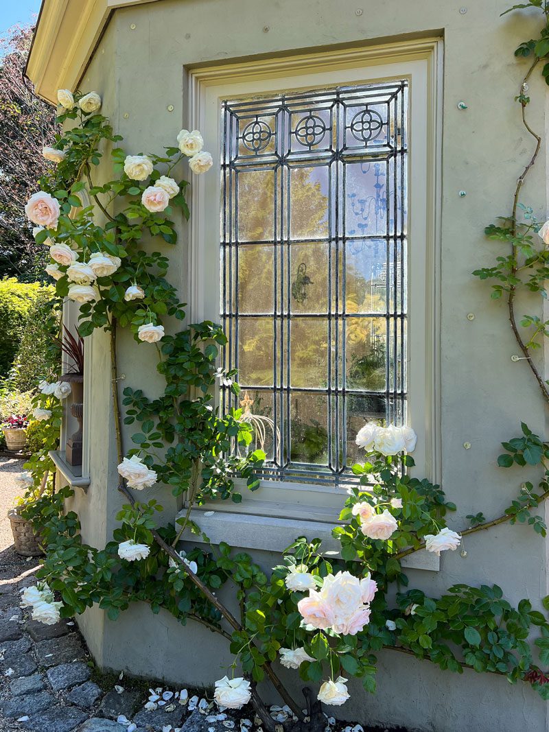 Planning your own dreamy rose garden? Our collection features +300 rose  varieties! Stroll through the Hendrie Park Rose Garden and take n