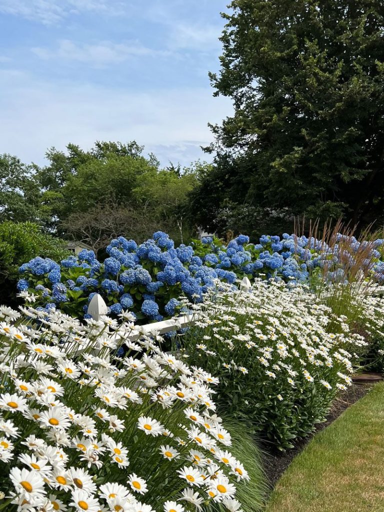 Newport’s Hydrangeas, all Around the Town | Private Newport