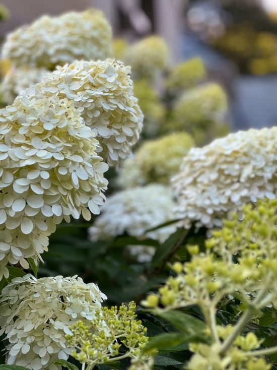 Fall Lusciousness: A ‘Limelight’ Hydrangea Border | Private Newport