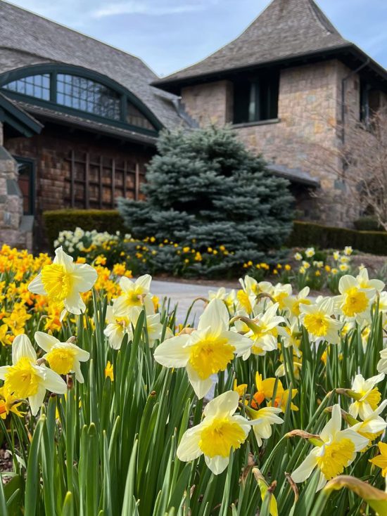 Daffodil Time in Newport Private Newport