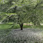 Love Letter to a Garden