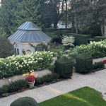 The Stars of Fall: ‘Limelight’ Hydrangeas